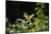 Wildflower butterfly garden, Whitewater Memorial State Park, Indiana, USA.-Anna Miller-Mounted Photographic Print