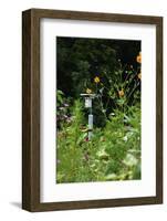 Wildflower butterfly garden, Whitewater Memorial State Park, Indiana, USA.-Anna Miller-Framed Photographic Print
