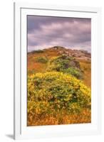 Wildflower Coast-Vincent James-Framed Premium Photographic Print