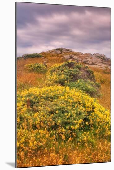 Wildflower Coast-Vincent James-Mounted Premium Photographic Print