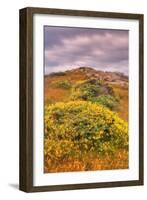 Wildflower Coast-Vincent James-Framed Photographic Print