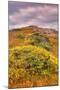 Wildflower Coast-Vincent James-Mounted Photographic Print