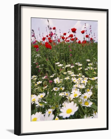 Wildflower Farming on a Kibbutz in Springtime-Richard Nowitz-Framed Photographic Print