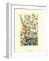 Wildflower Field I-null-Framed Art Print