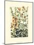 Wildflower Field I-null-Mounted Art Print