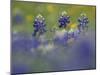 Wildflower Field with Texas Bluebonnet, Comal County, Hill Country, Texas, Usa, March 2007-Rolf Nussbaumer-Mounted Photographic Print