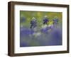 Wildflower Field with Texas Bluebonnet, Comal County, Hill Country, Texas, Usa, March 2007-Rolf Nussbaumer-Framed Photographic Print