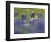 Wildflower Field with Texas Bluebonnet, Comal County, Hill Country, Texas, Usa, March 2007-Rolf Nussbaumer-Framed Photographic Print