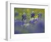 Wildflower Field with Texas Bluebonnet, Comal County, Hill Country, Texas, Usa, March 2007-Rolf Nussbaumer-Framed Photographic Print