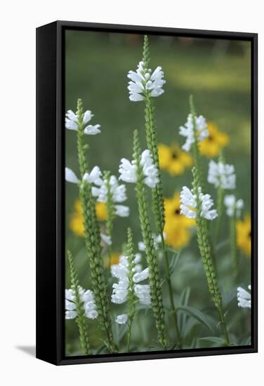 Wildflower Field-Anna Miller-Framed Stretched Canvas