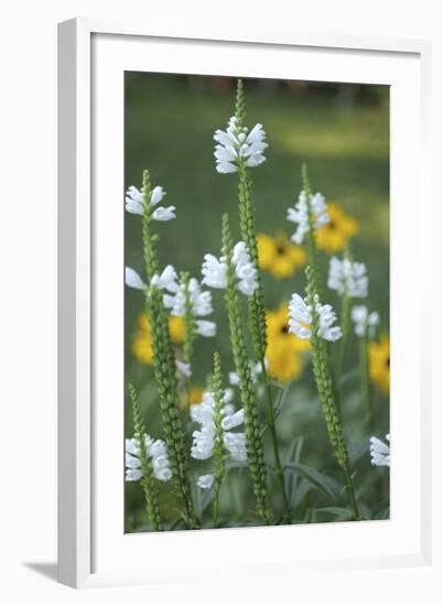 Wildflower Field-Anna Miller-Framed Photographic Print