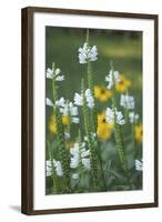 Wildflower Field-Anna Miller-Framed Photographic Print