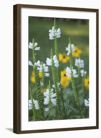 Wildflower Field-Anna Miller-Framed Photographic Print