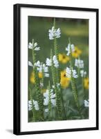 Wildflower Field-Anna Miller-Framed Photographic Print