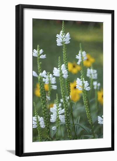 Wildflower Field-Anna Miller-Framed Photographic Print