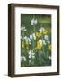 Wildflower Field-Anna Miller-Framed Photographic Print