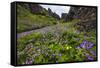 Wildflower Filled Canyon-George Oze-Framed Stretched Canvas