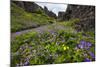 Wildflower Filled Canyon-George Oze-Mounted Photographic Print