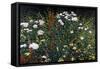 Wildflower Garden-Kevin Dodds-Framed Stretched Canvas