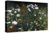 Wildflower Garden-Kevin Dodds-Stretched Canvas