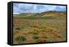 Wildflower Hills of Gorman-Vincent James-Framed Stretched Canvas