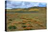 Wildflower Hills of Gorman-Vincent James-Stretched Canvas