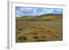 Wildflower Hills of Gorman-Vincent James-Framed Photographic Print