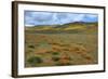 Wildflower Hills of Gorman-Vincent James-Framed Photographic Print