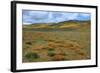 Wildflower Hills of Gorman-Vincent James-Framed Photographic Print