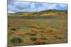 Wildflower Hills of Gorman-Vincent James-Mounted Photographic Print