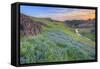 Wildflower Hillside at Sunset, Table Mountain-Vincent James-Framed Stretched Canvas