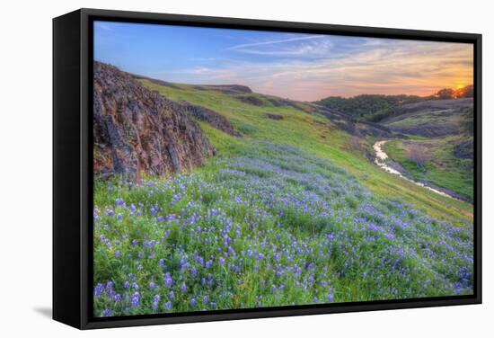 Wildflower Hillside at Sunset, Table Mountain-Vincent James-Framed Stretched Canvas