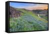 Wildflower Hillside at Sunset, Table Mountain-Vincent James-Framed Stretched Canvas