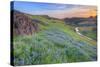 Wildflower Hillside at Sunset, Table Mountain-Vincent James-Stretched Canvas