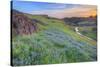 Wildflower Hillside at Sunset, Table Mountain-Vincent James-Stretched Canvas