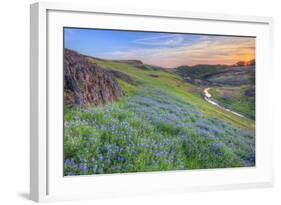 Wildflower Hillside at Sunset, Table Mountain-Vincent James-Framed Photographic Print