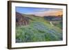 Wildflower Hillside at Sunset, Table Mountain-Vincent James-Framed Photographic Print