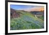 Wildflower Hillside at Sunset, Table Mountain-Vincent James-Framed Photographic Print