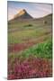 Wildflower Hillside, Early Spring-Vincent James-Mounted Photographic Print