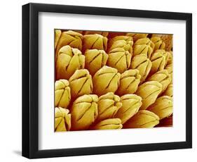 Wildflower in Chrysanthemum Family-Micro Discovery-Framed Photographic Print