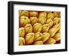 Wildflower in Chrysanthemum Family-Micro Discovery-Framed Photographic Print