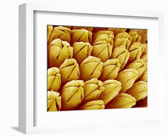 Wildflower in Chrysanthemum Family-Micro Discovery-Framed Photographic Print