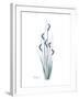 Wildflower Indigo-Albert Koetsier-Framed Premium Giclee Print