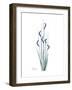 Wildflower Indigo-Albert Koetsier-Framed Premium Giclee Print