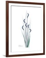 Wildflower Indigo-Albert Koetsier-Framed Premium Giclee Print