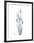 Wildflower Indigo-Albert Koetsier-Framed Premium Giclee Print