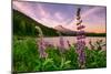 Wildflower Lake, Trillium Lake and Lupine, Mount Hood Wilderness, Oregon-Vincent James-Mounted Premium Photographic Print