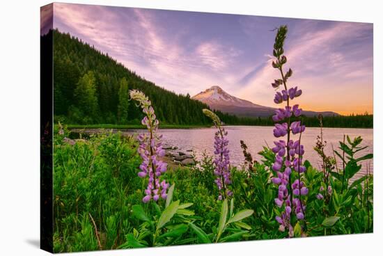 Wildflower Lake, Trillium Lake and Lupine, Mount Hood Wilderness, Oregon-Vincent James-Stretched Canvas