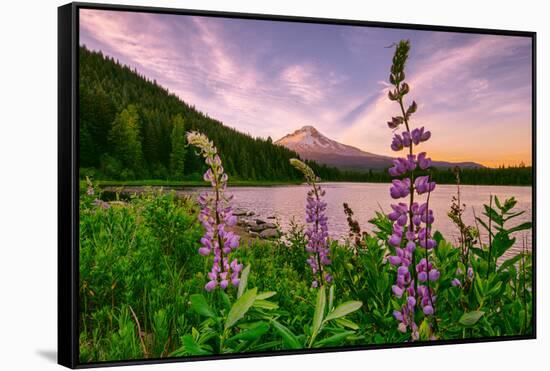 Wildflower Lake, Trillium Lake and Lupine, Mount Hood Wilderness, Oregon-Vincent James-Framed Stretched Canvas