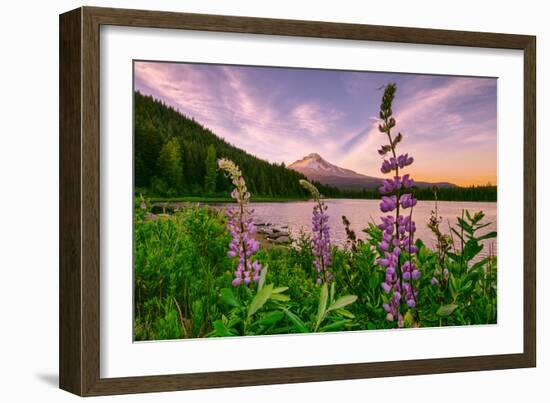 Wildflower Lake, Trillium Lake and Lupine, Mount Hood Wilderness, Oregon-Vincent James-Framed Photographic Print